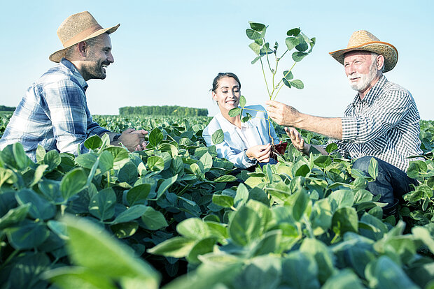 Zwei Männer und eine Frau arbeiten auf einer grünen Plantage
