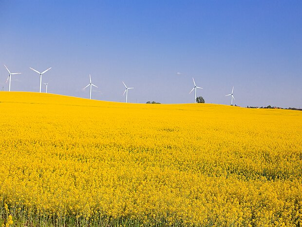 Ein großes Sonnenblumenfeld vor mehreren Windrädern unter einem blauen Himmel